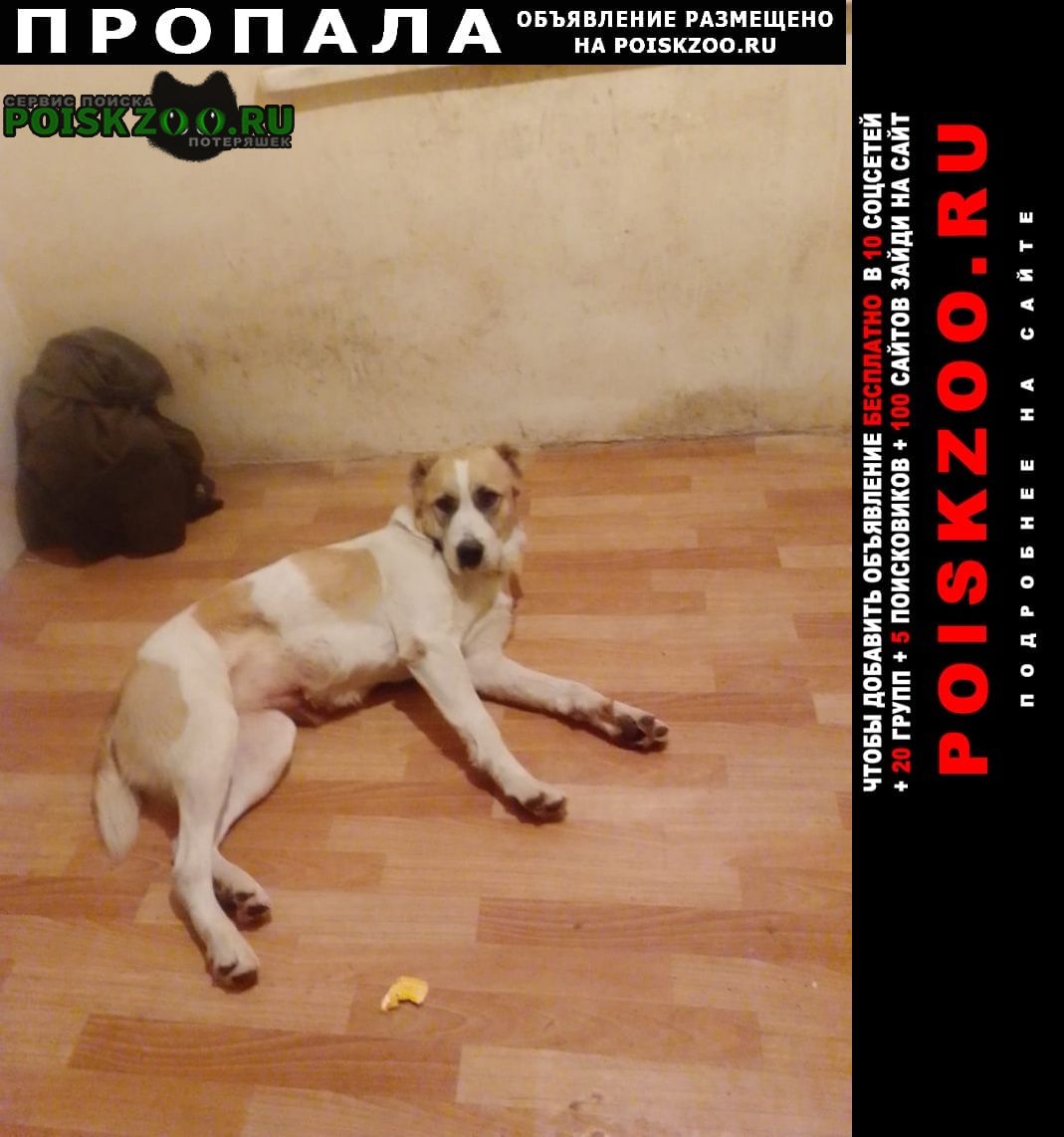 Пропала собака алабай Рыбинск