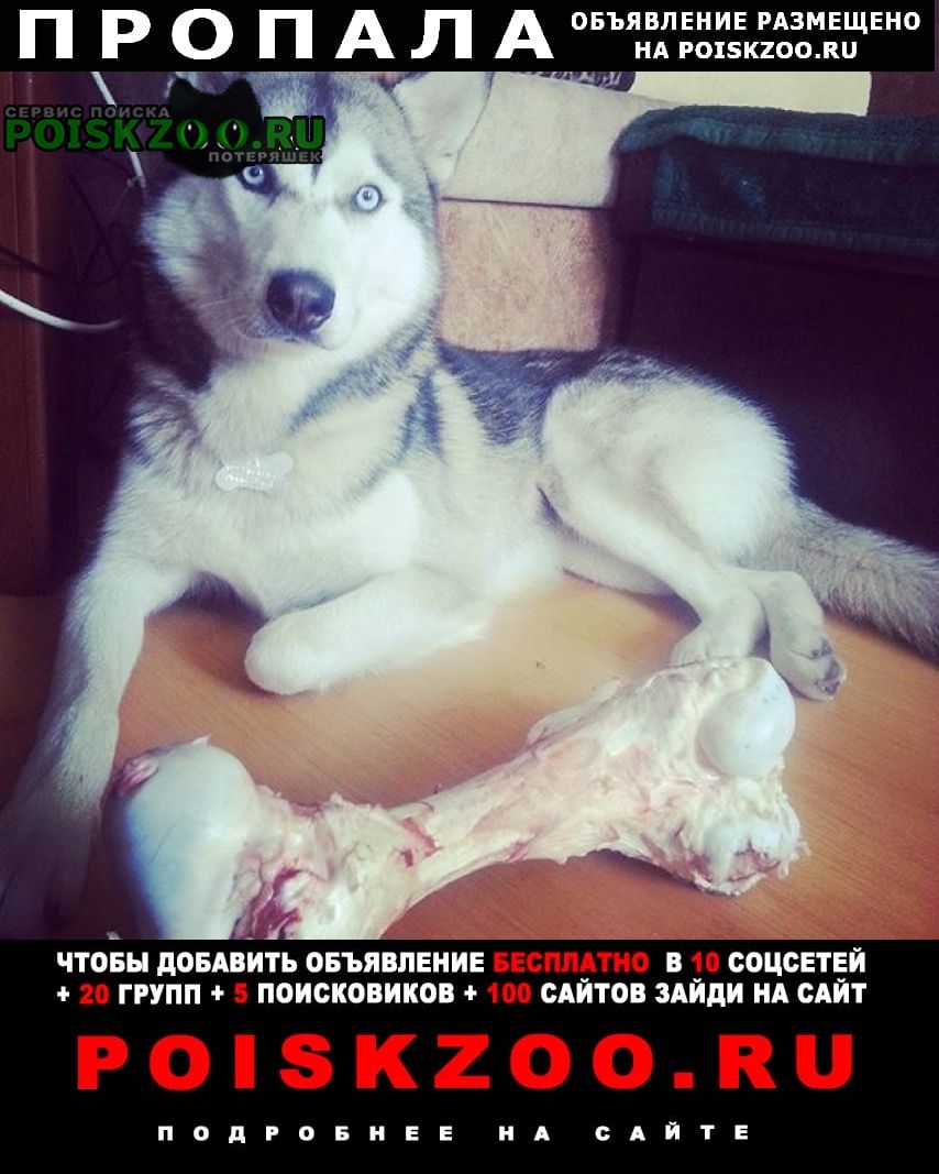 Пропала собака кобель хаски, 7 лет Мариуполь