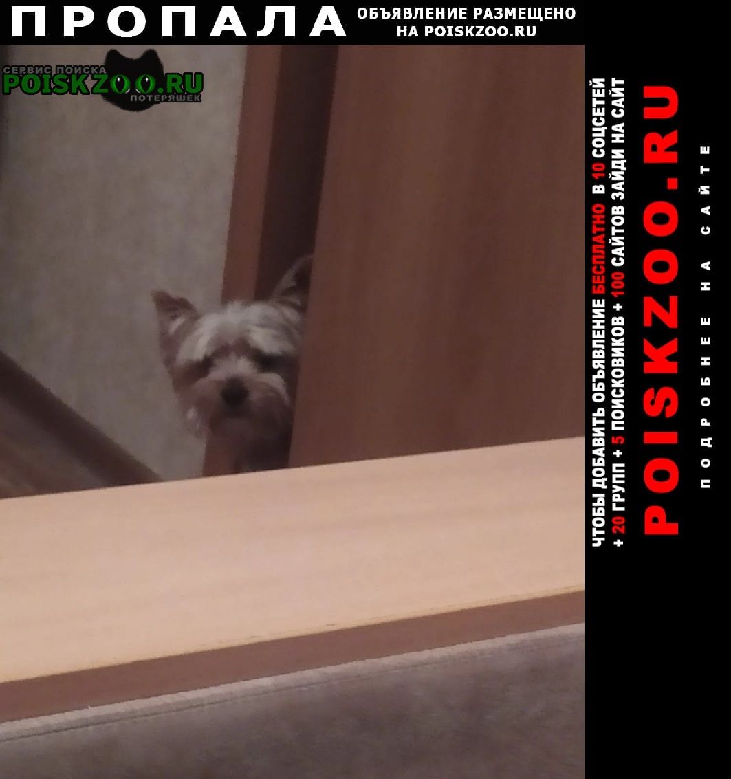 Челябинск Пропала собака кобель