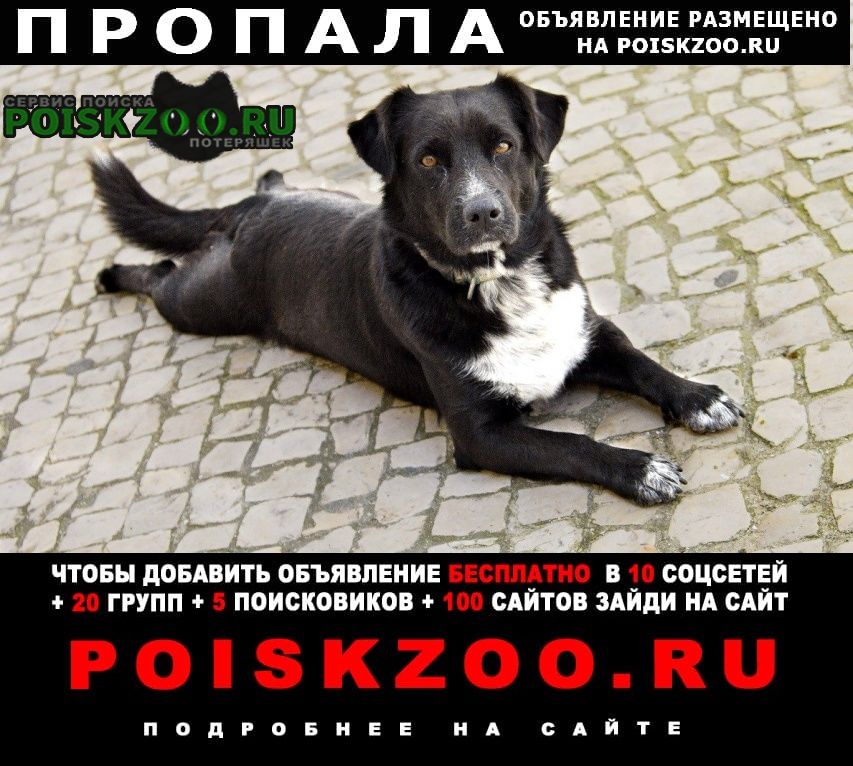 Пропала собака кобель Саратов