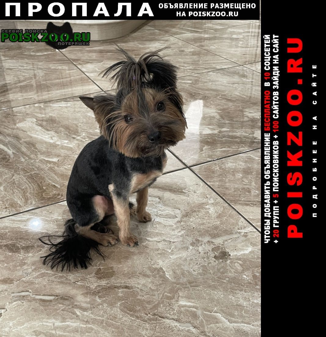 Севастополь Пропала собака кобель