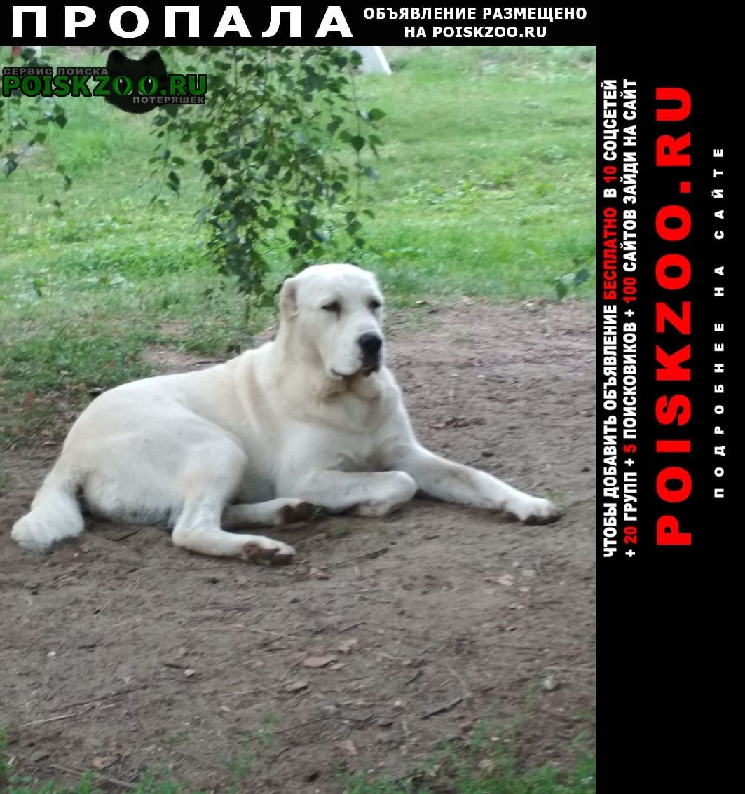 Пропала собака кобель Снежинск (Челябинская обл.)