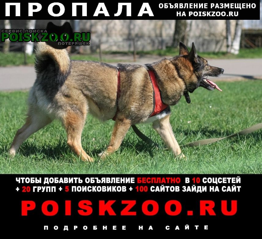 Ломоносов Пропала собака кобель фото похожей собаки