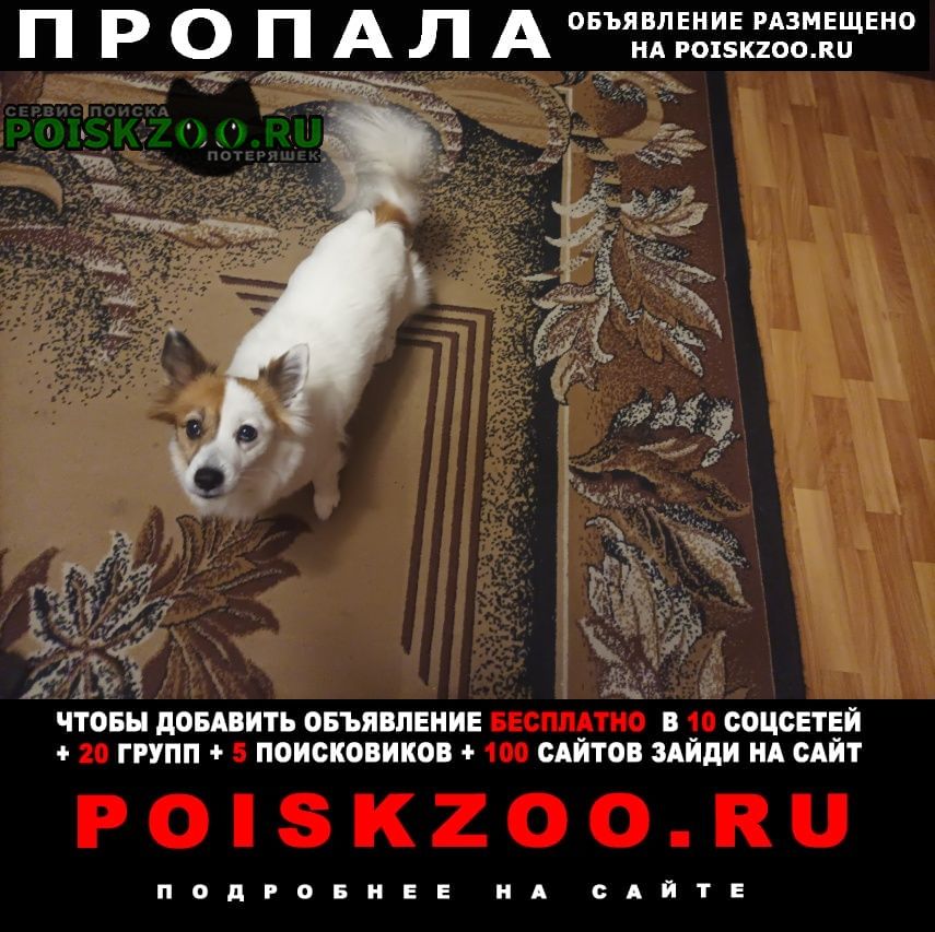 Пропала собака Донецк Донецкая обл.