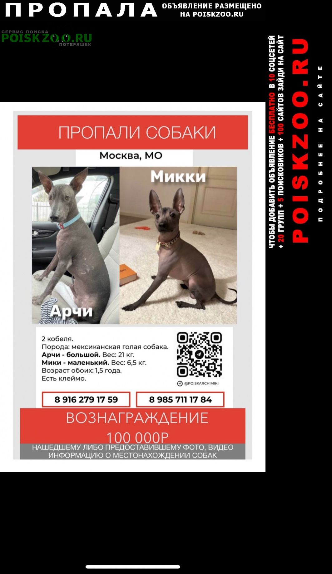 Пропала собака кобель и две лысые собаки разных размеров Москва