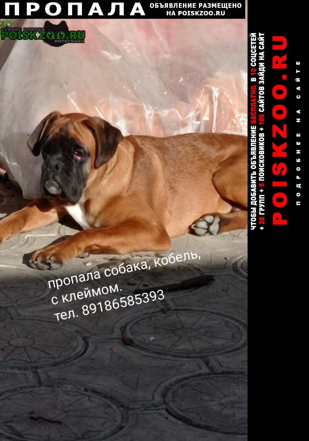 Анапа Пропала собака кобель немецкий боксёр, 5 месяцев.