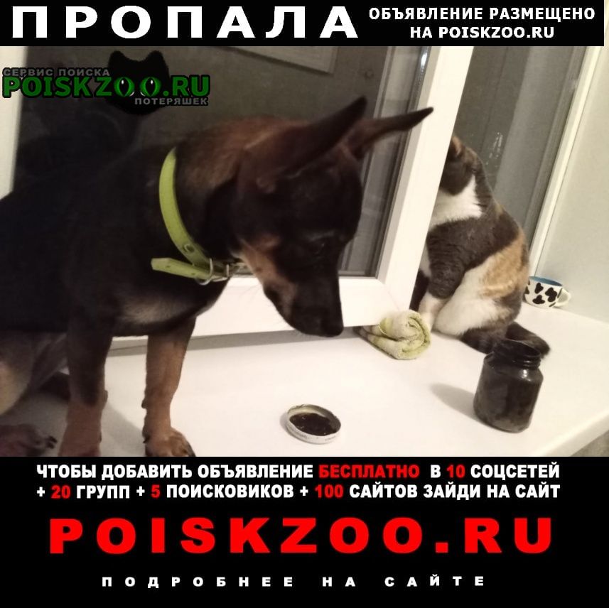 Пропала собака Новочеркасск