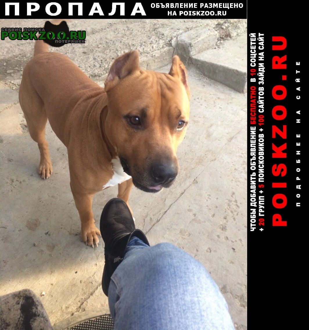 Пропала собака кобель Ставрополь