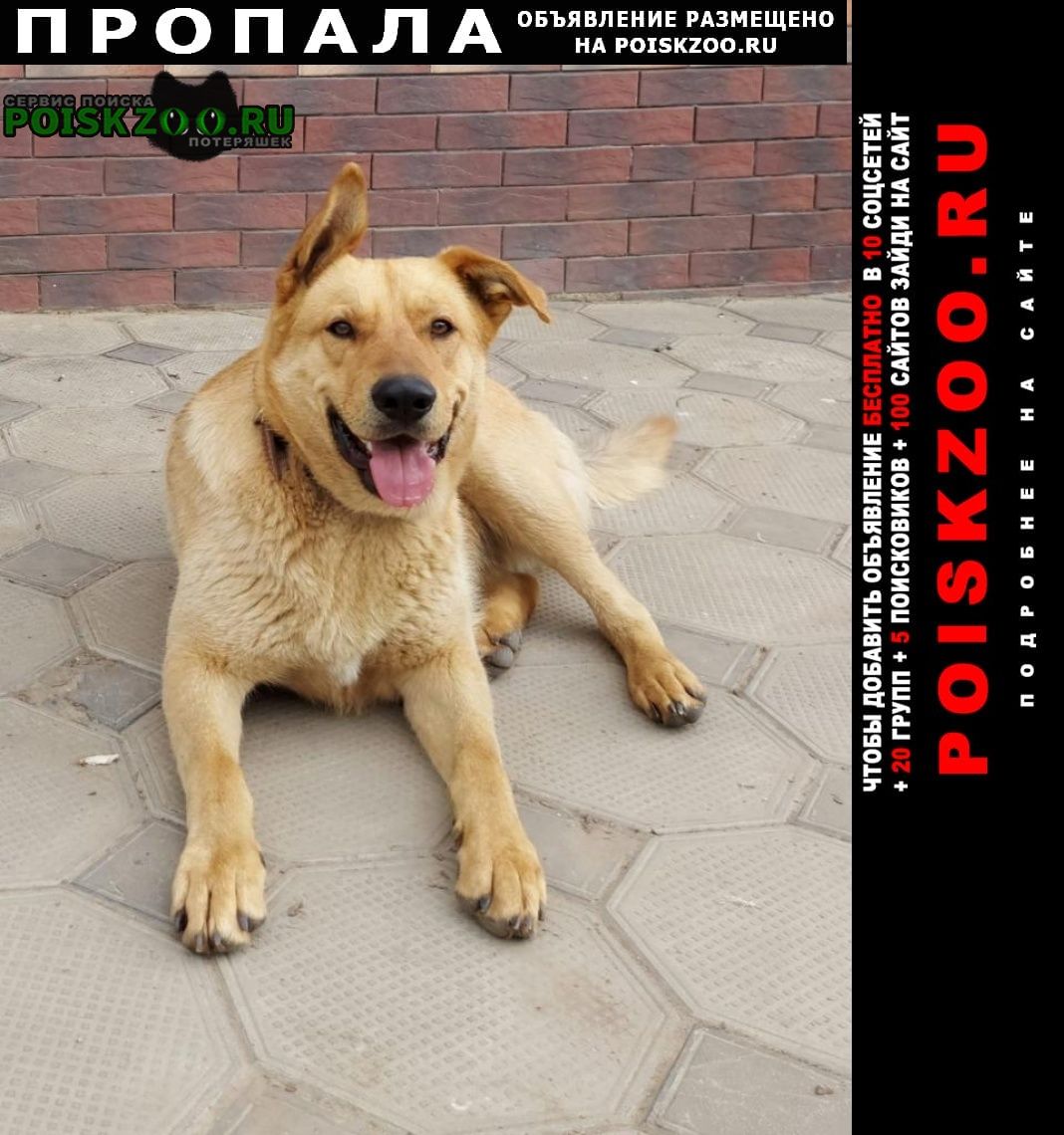 Пропала собака кобель станица ладожская Усть-Лабинск