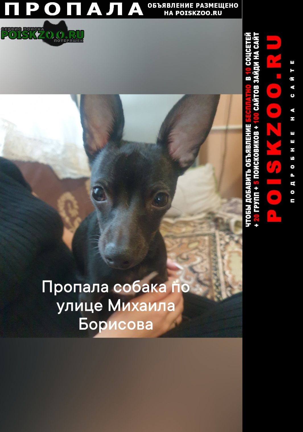 Пропала собака кобель песик той терьер Новороссийск