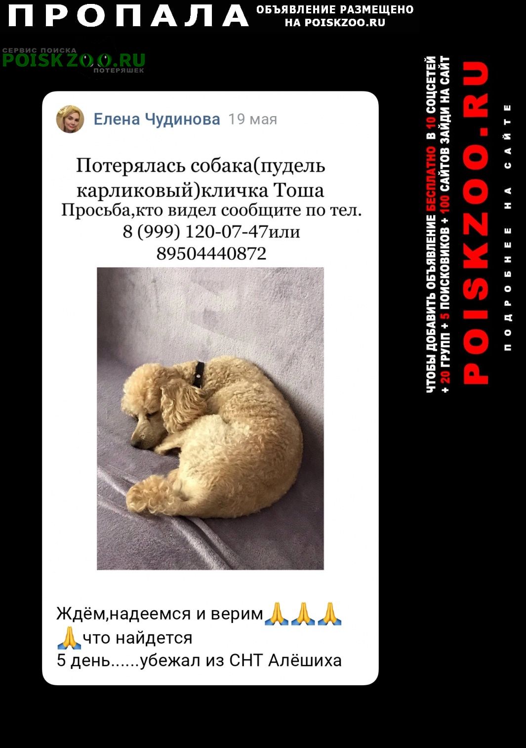Пропала собака кобель пудель Пермь