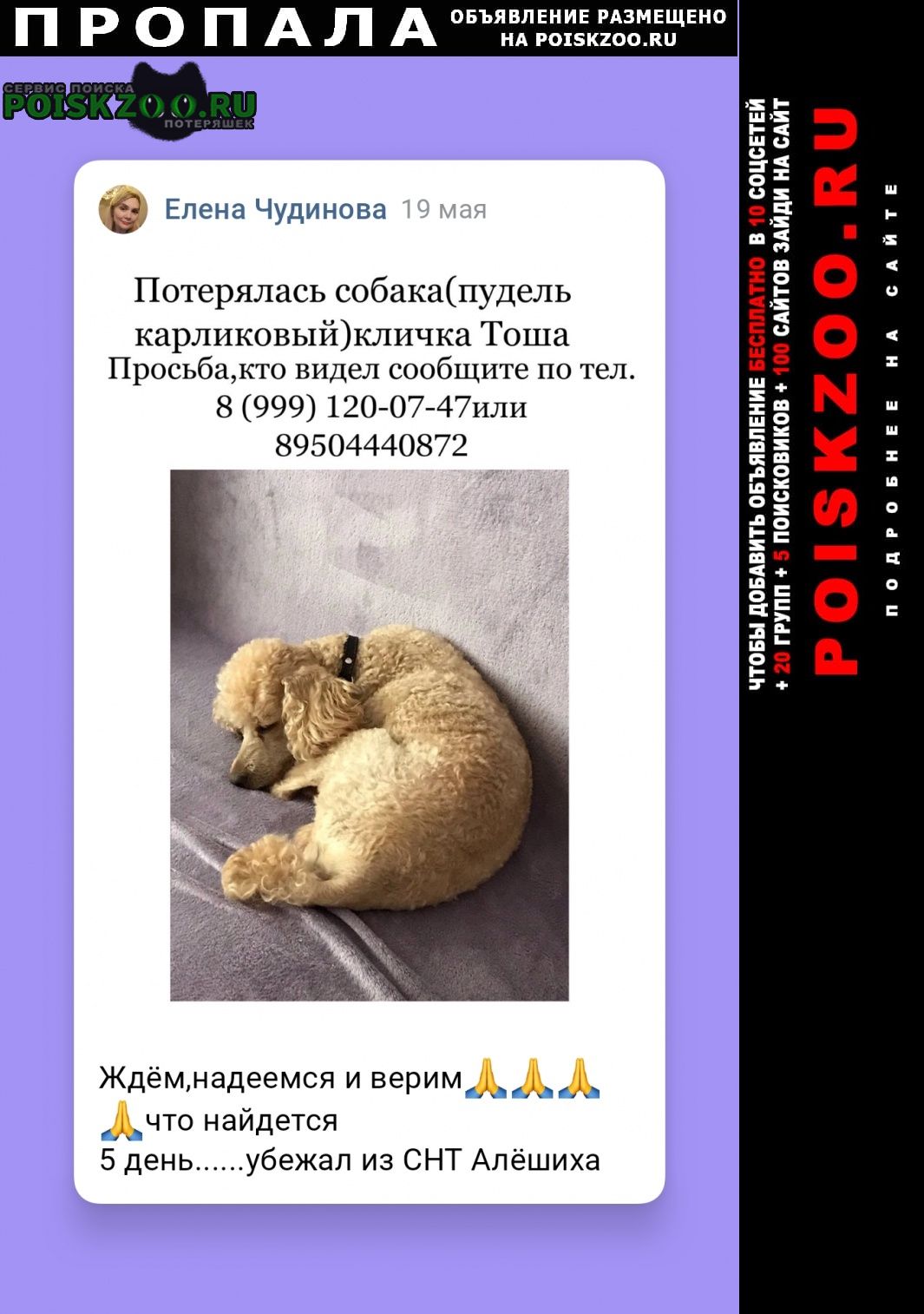 Пропала собака кобель Пермь