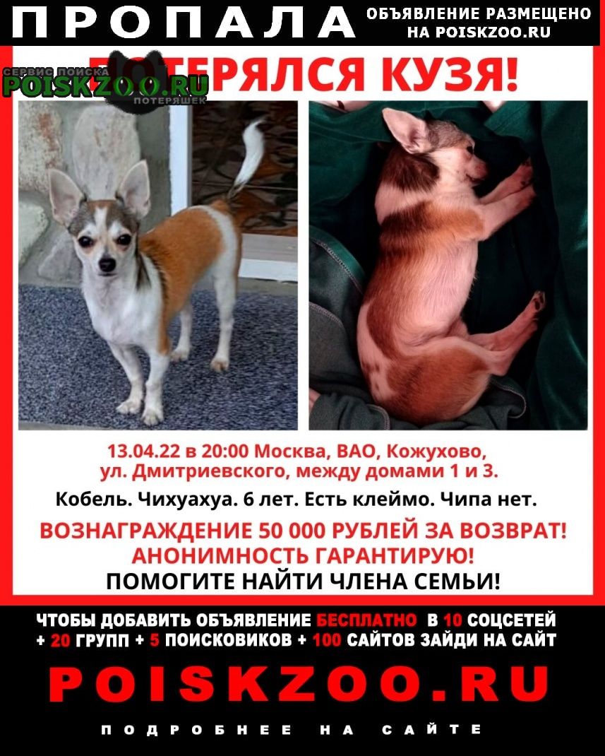 Пропала собака кобель sos вознаграждение Москва