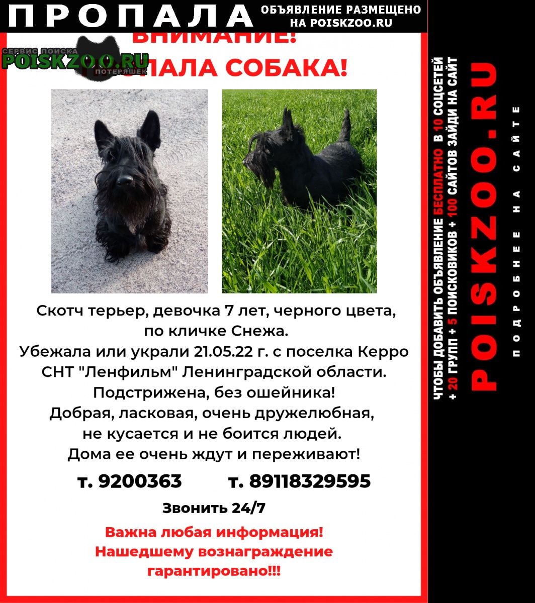 Пропала собака девочка скотчтерьер Санкт-Петербург