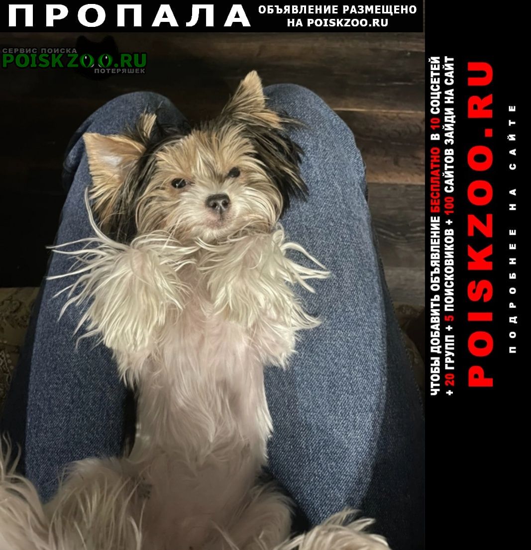 Пропала собака малышка Москва