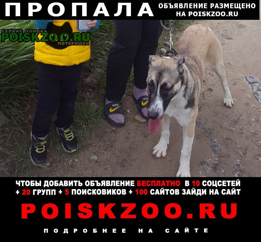 Пропала собака кобель Ставрополь