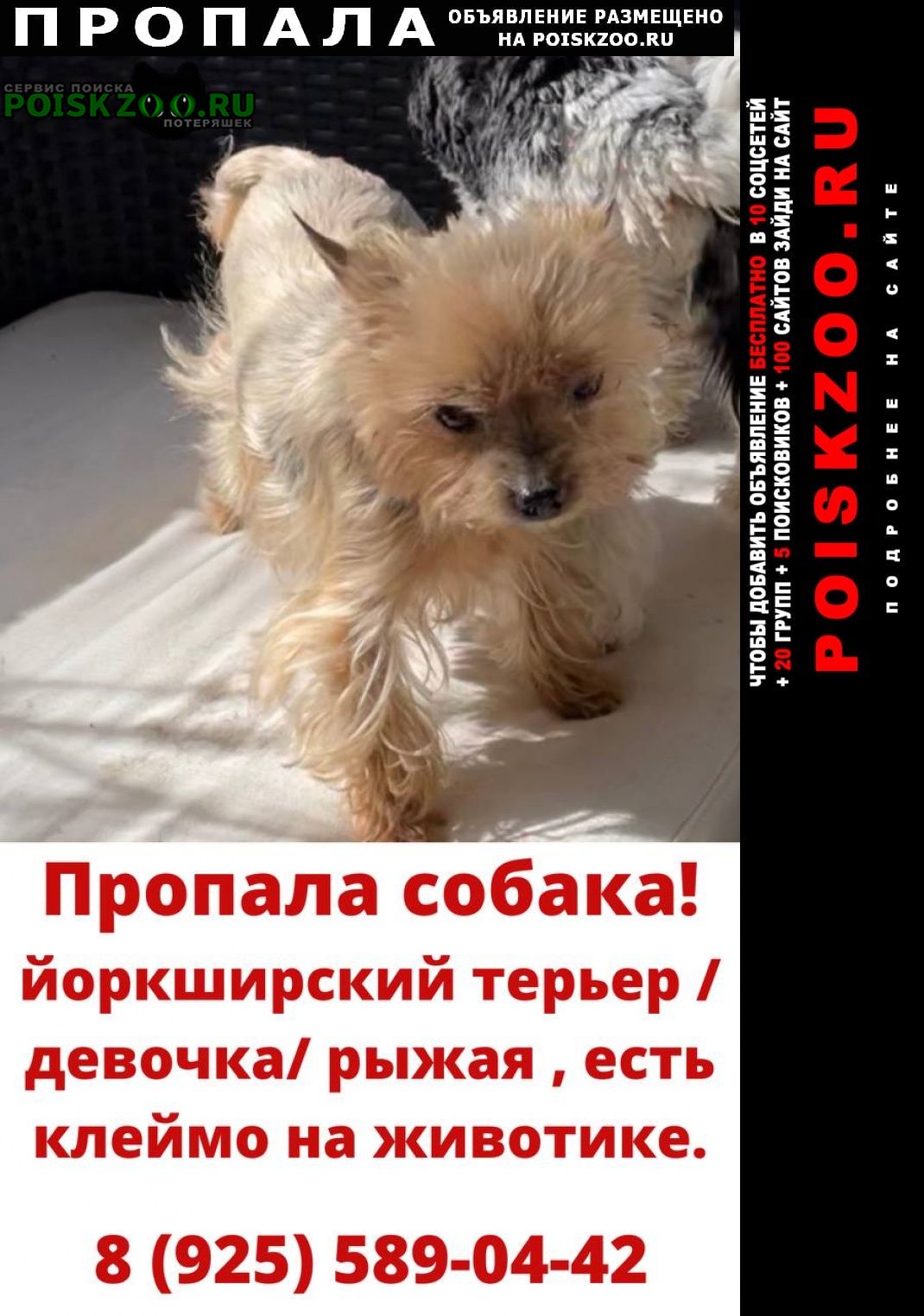 Пропала собака йоркширский терьер Москва
