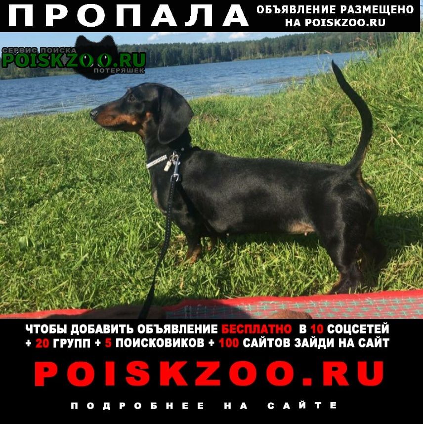 Кемерово Пропала собака мини-такса