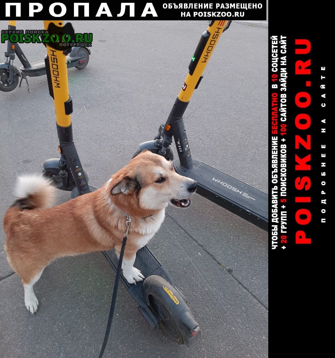 Пропала собака кобель Санкт-Петербург