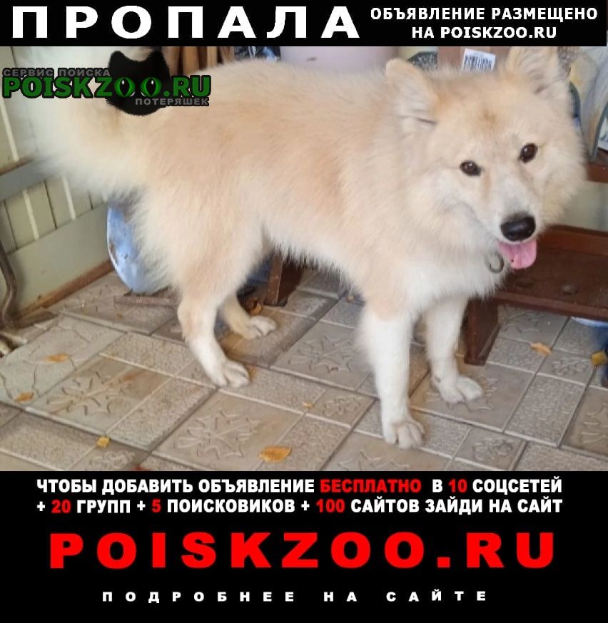 Пропала собака кобель вознаграждение 10000 рублей Тверь