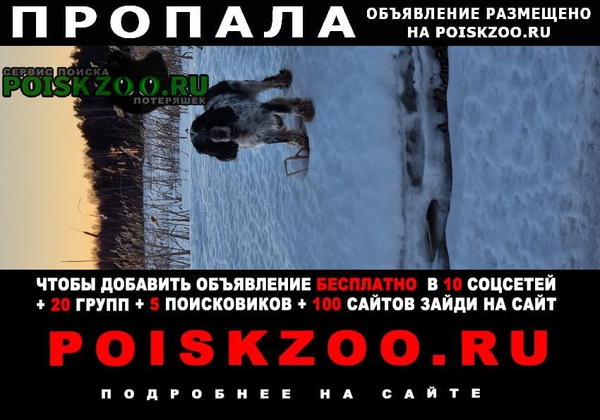 Пропала собака кобель русский спаниель Городец