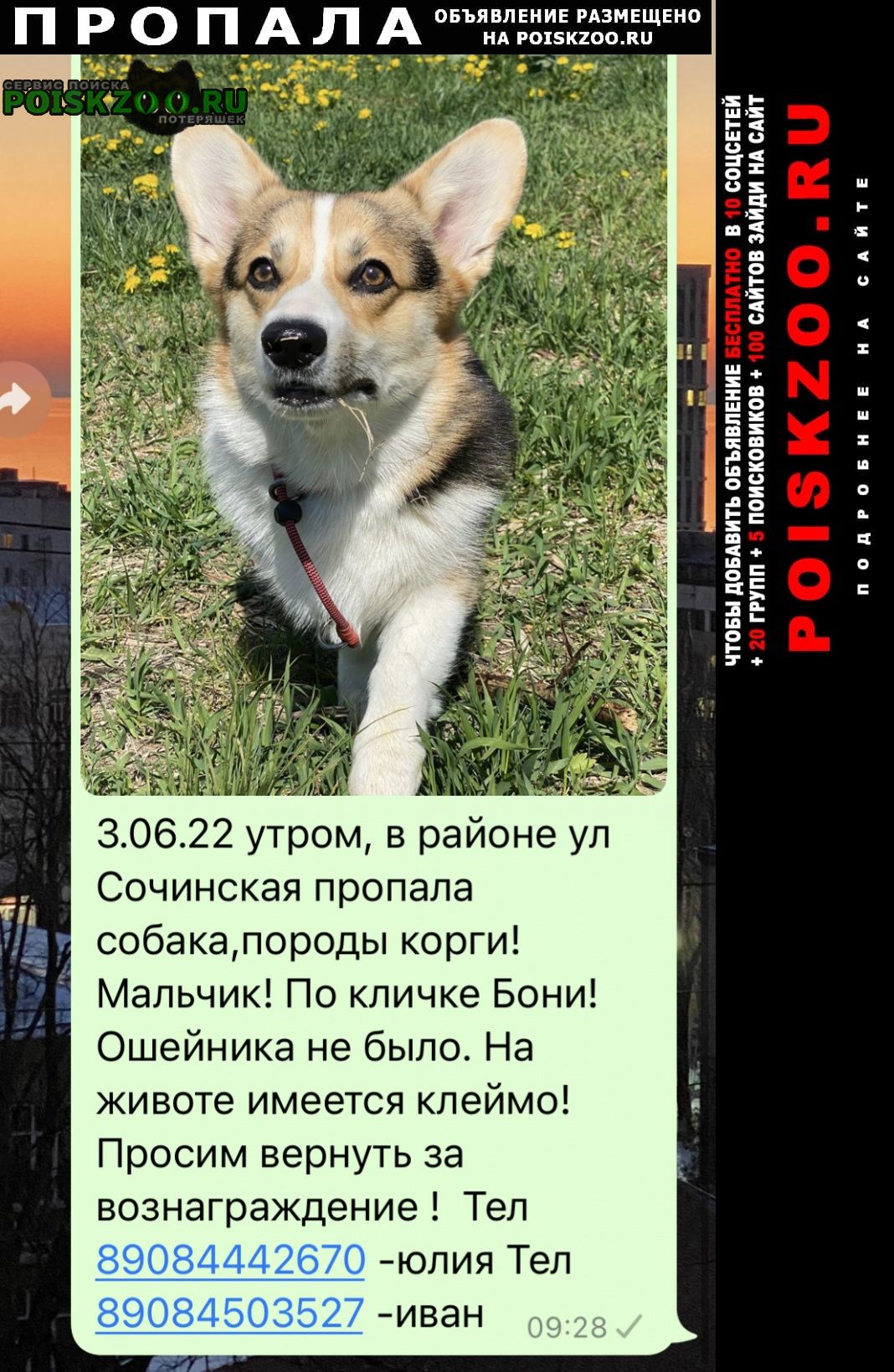 Владивосток Пропала собака