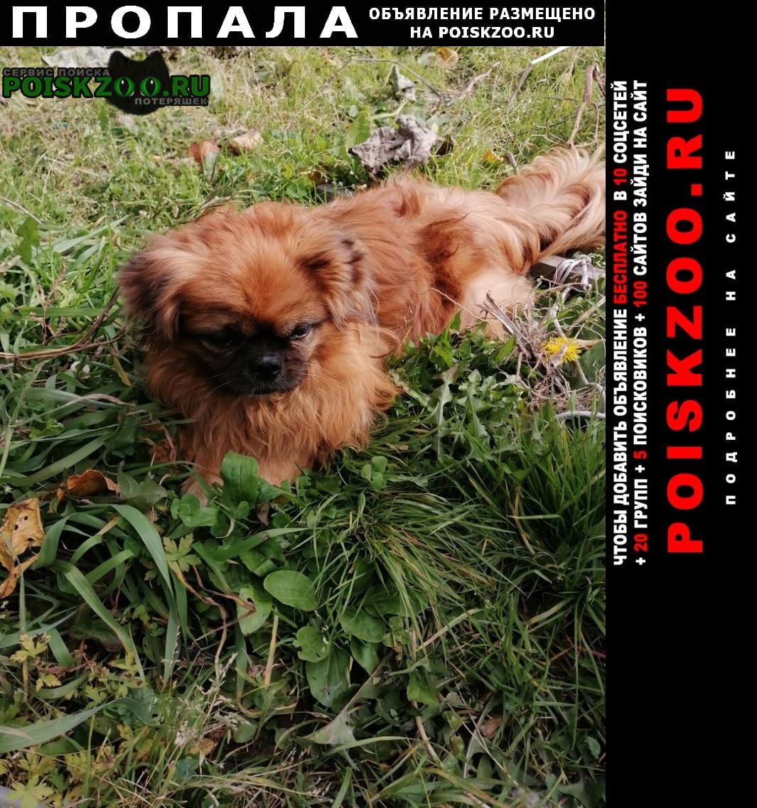 Пропала собака кобель пекинес Комсомольск-на-Амуре