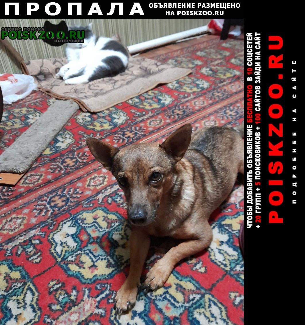 Пропала собака кобель метис той терьера Брянск