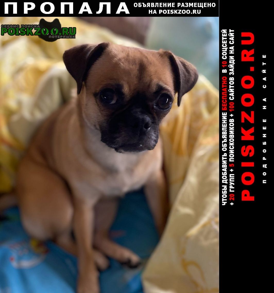 Пропала собака с поводком Ростов-на-Дону