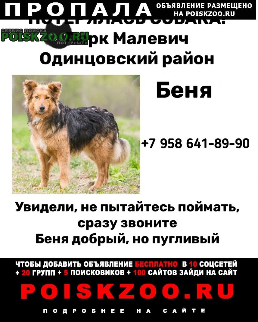Москва Пропала собака кобель бенечка сбежал с выставки приютских соьа