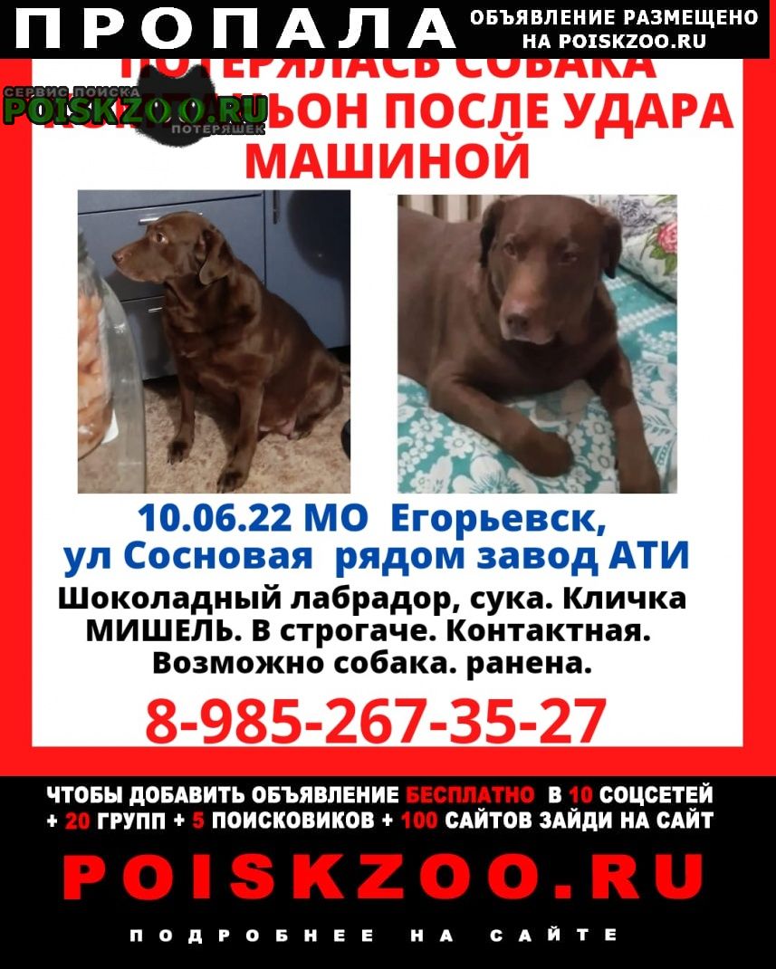 Пропала собака Егорьевск