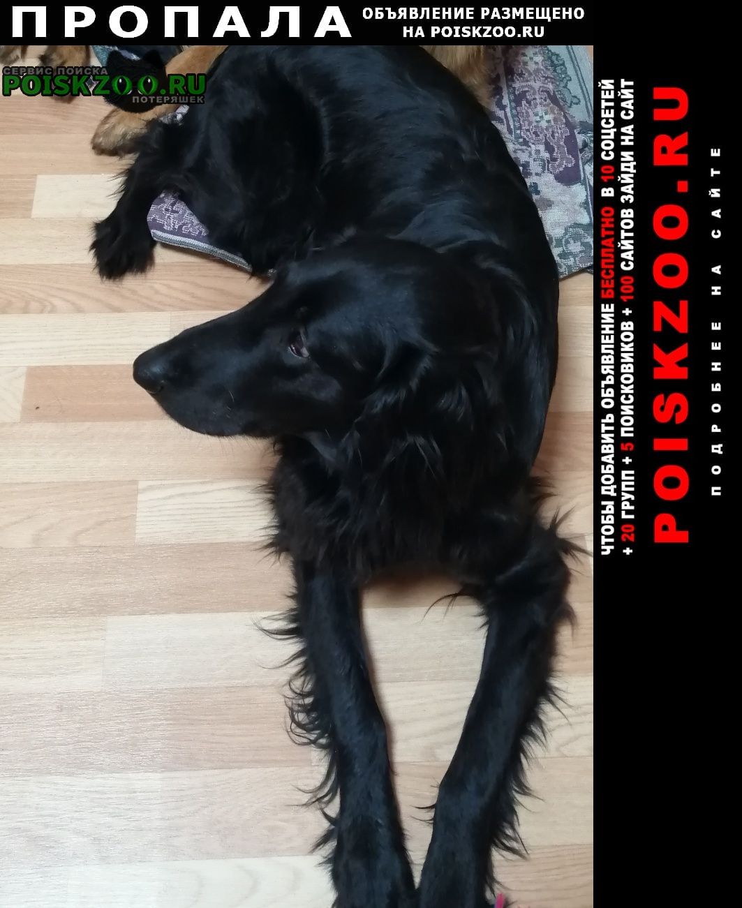 Новосибирск Пропала собака кобель флэт, чёрный, крупный, ласковый