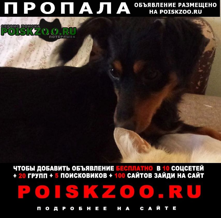 Новосибирск Пропала собака кобель потерялась собака, метис таксы.