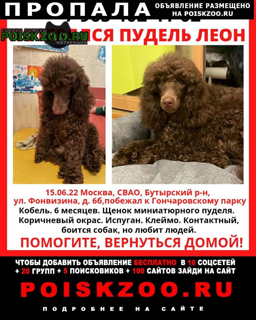 Пропала собака кобель щенок пуделя Москва