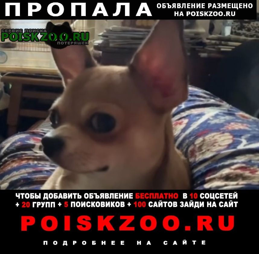 Пропала собака Сергиев Посад