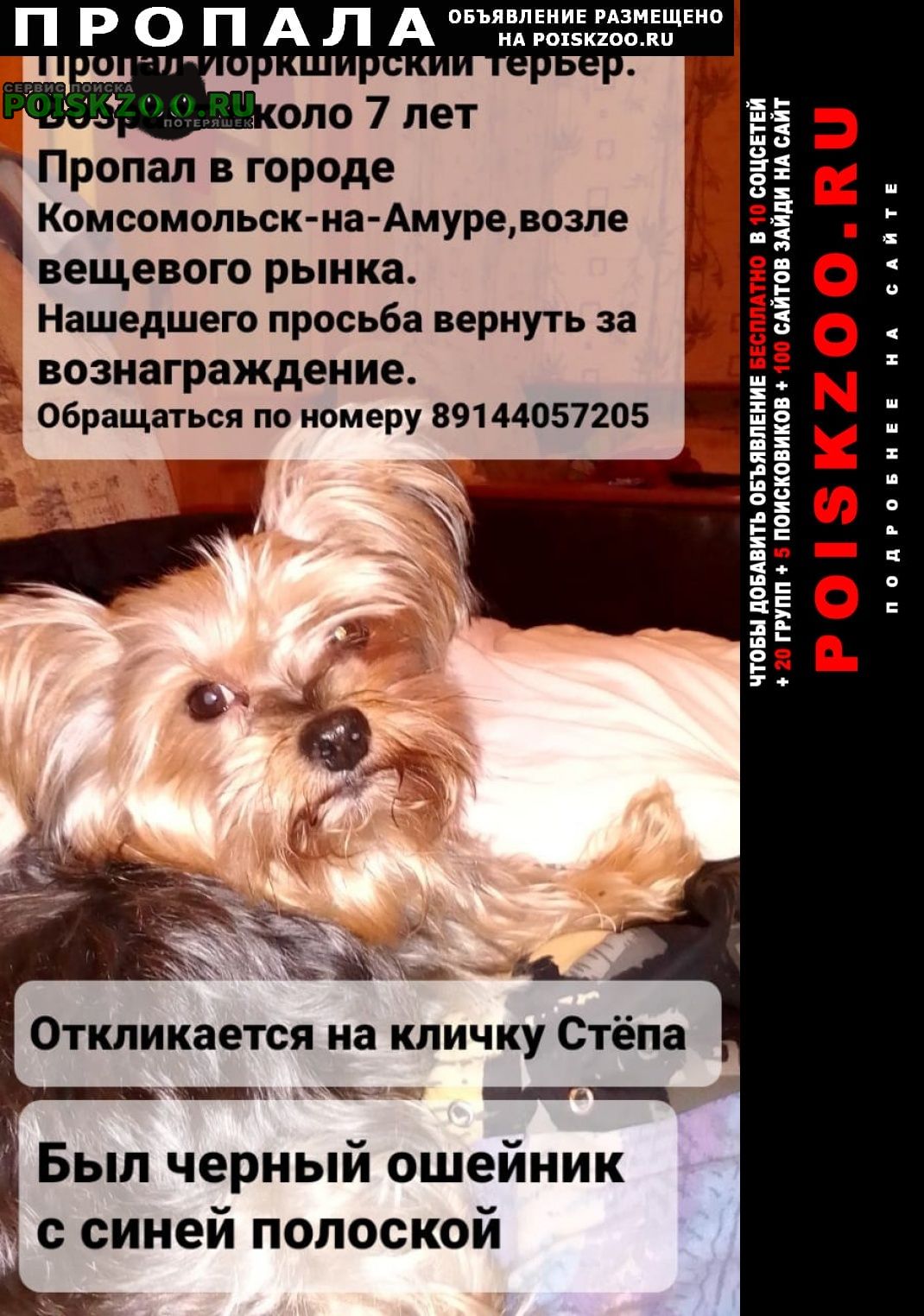 Комсомольск-на-Амуре Пропала собака кобель очень страдаем без степы верните