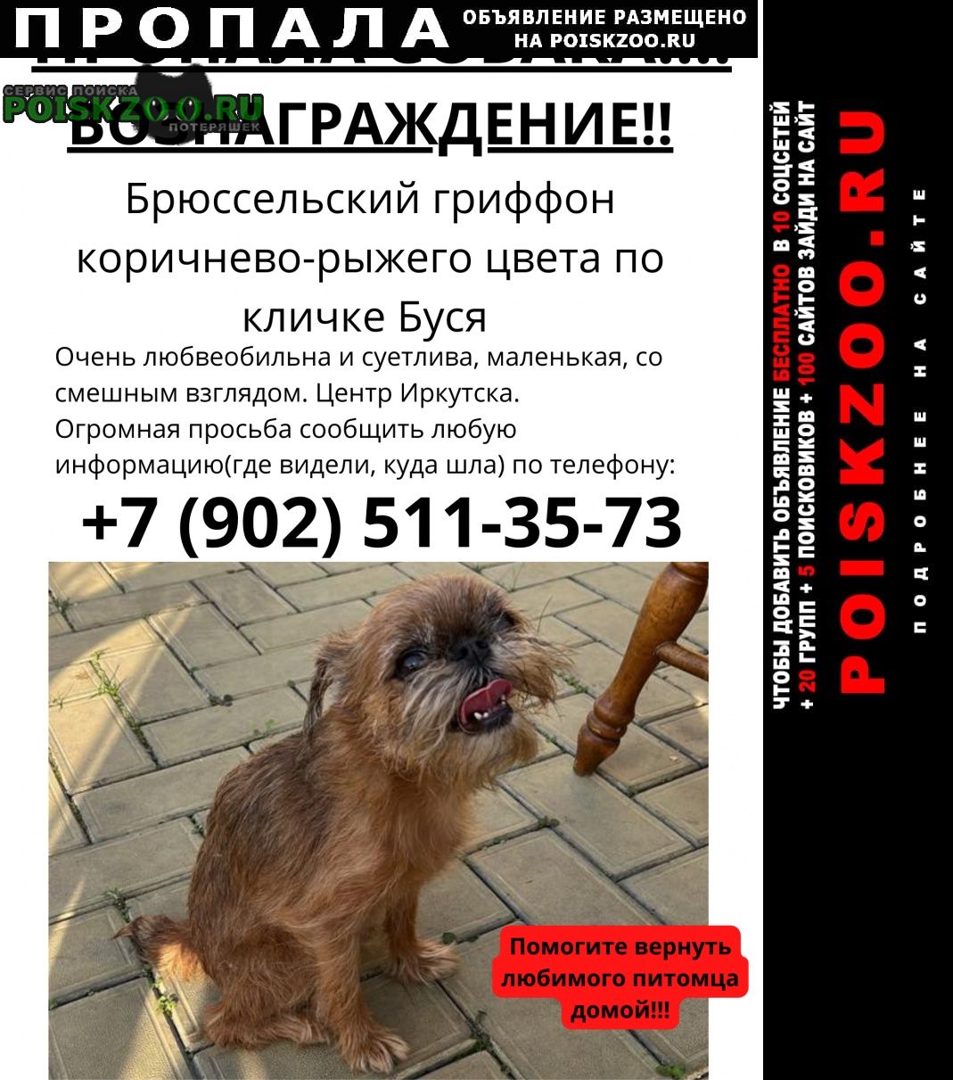 Иркутск Пропала собака вознаграждение