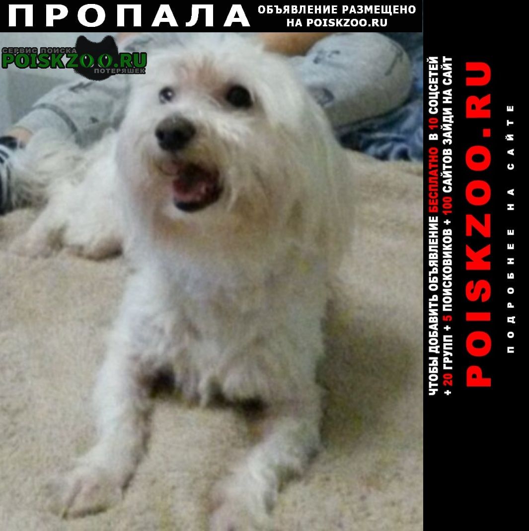 Москва Пропала собака кобель, мальтийская балонка. зо