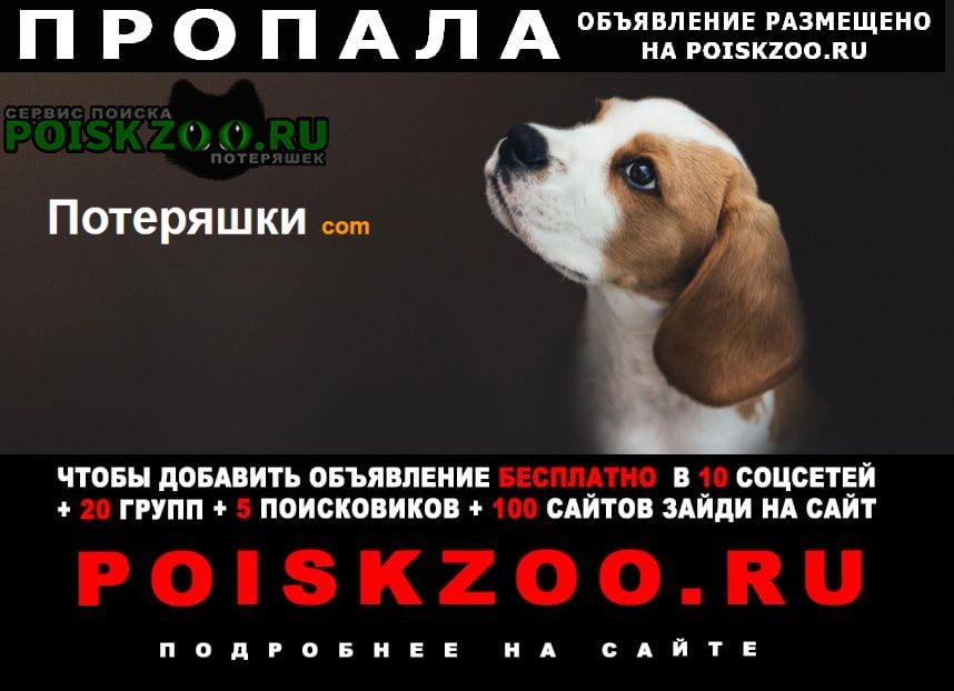Пропала собака кобель сайт потеряшек Москва