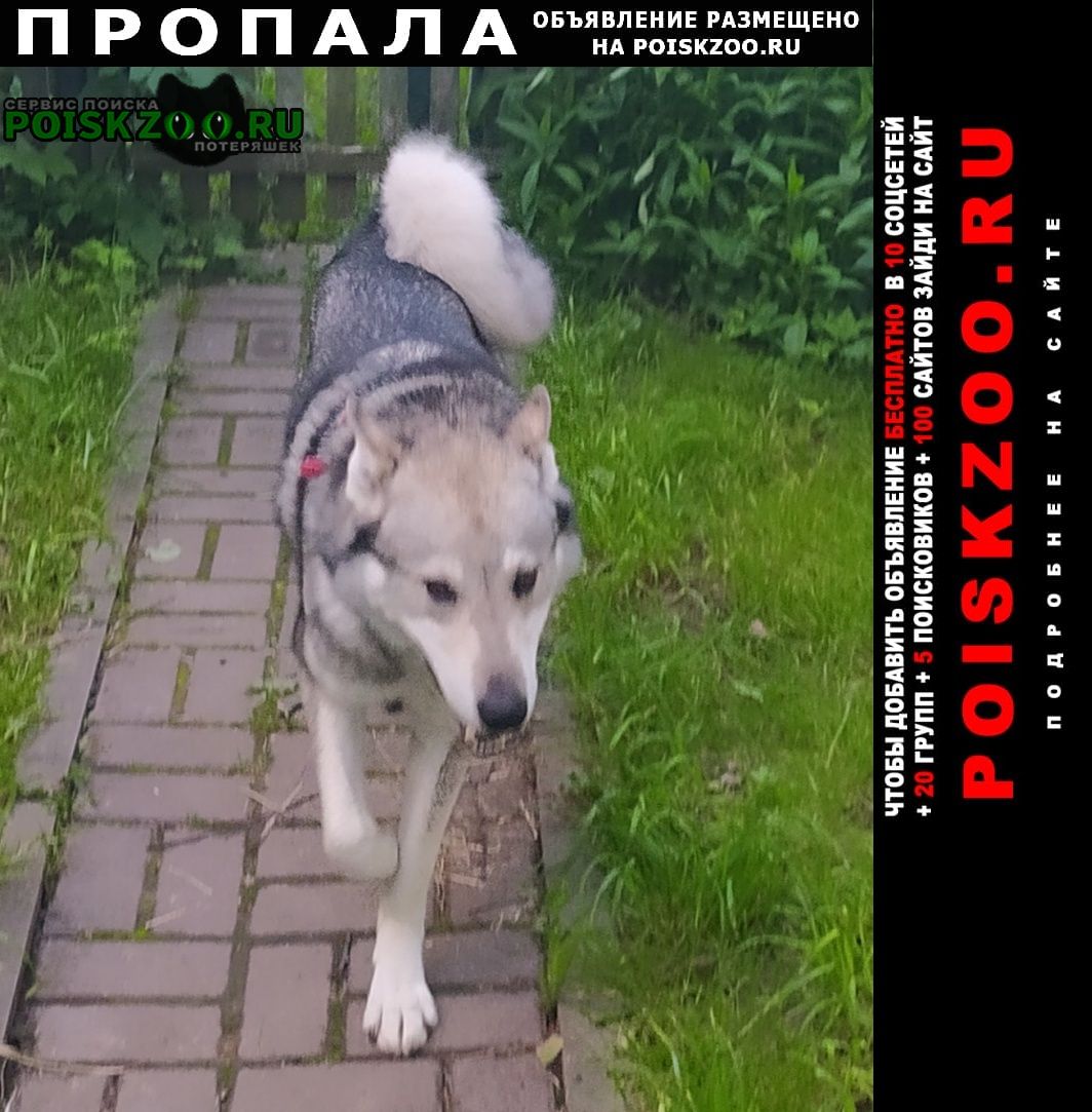 Пропала собака кобель Зеленоград