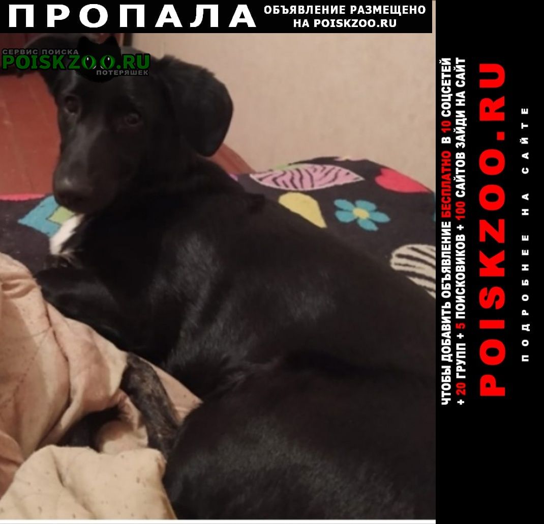 Пропала собака кобель Барнаул