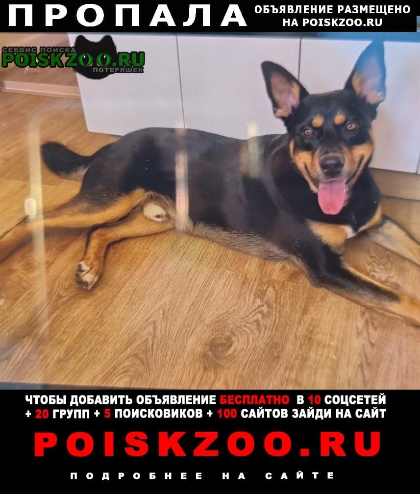 Пропала собака кобель 2 года берни Москва