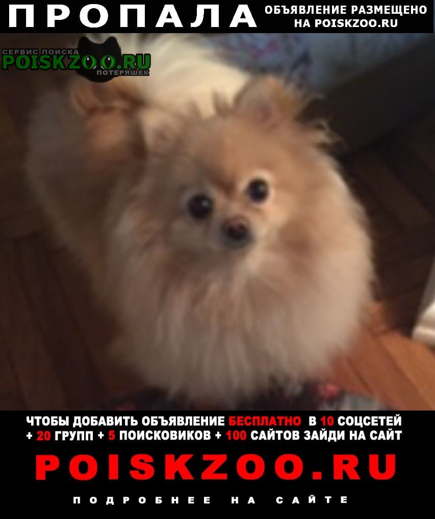 Пропала собака немецкий шпиц Москва