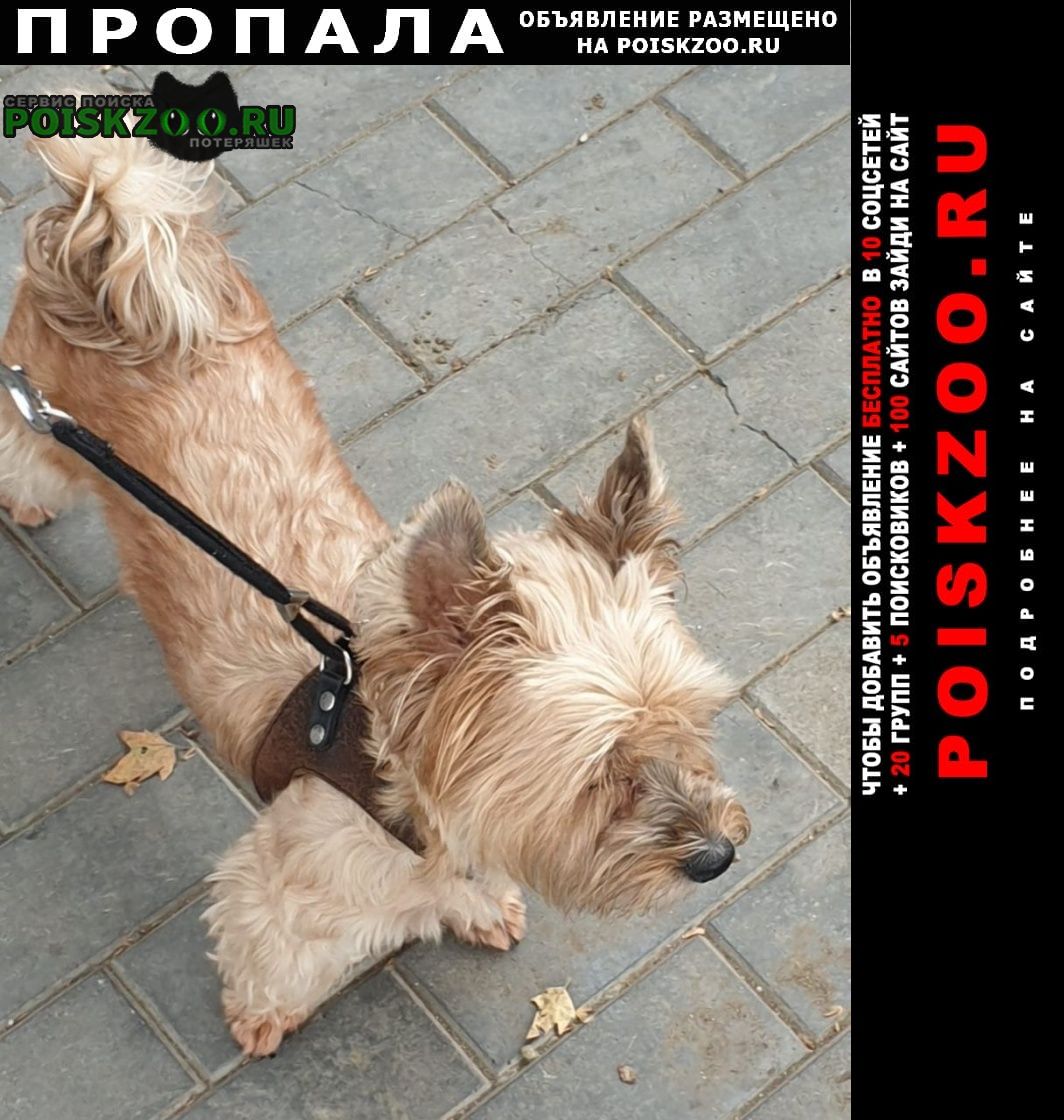 Пропала собака в Тбилиси