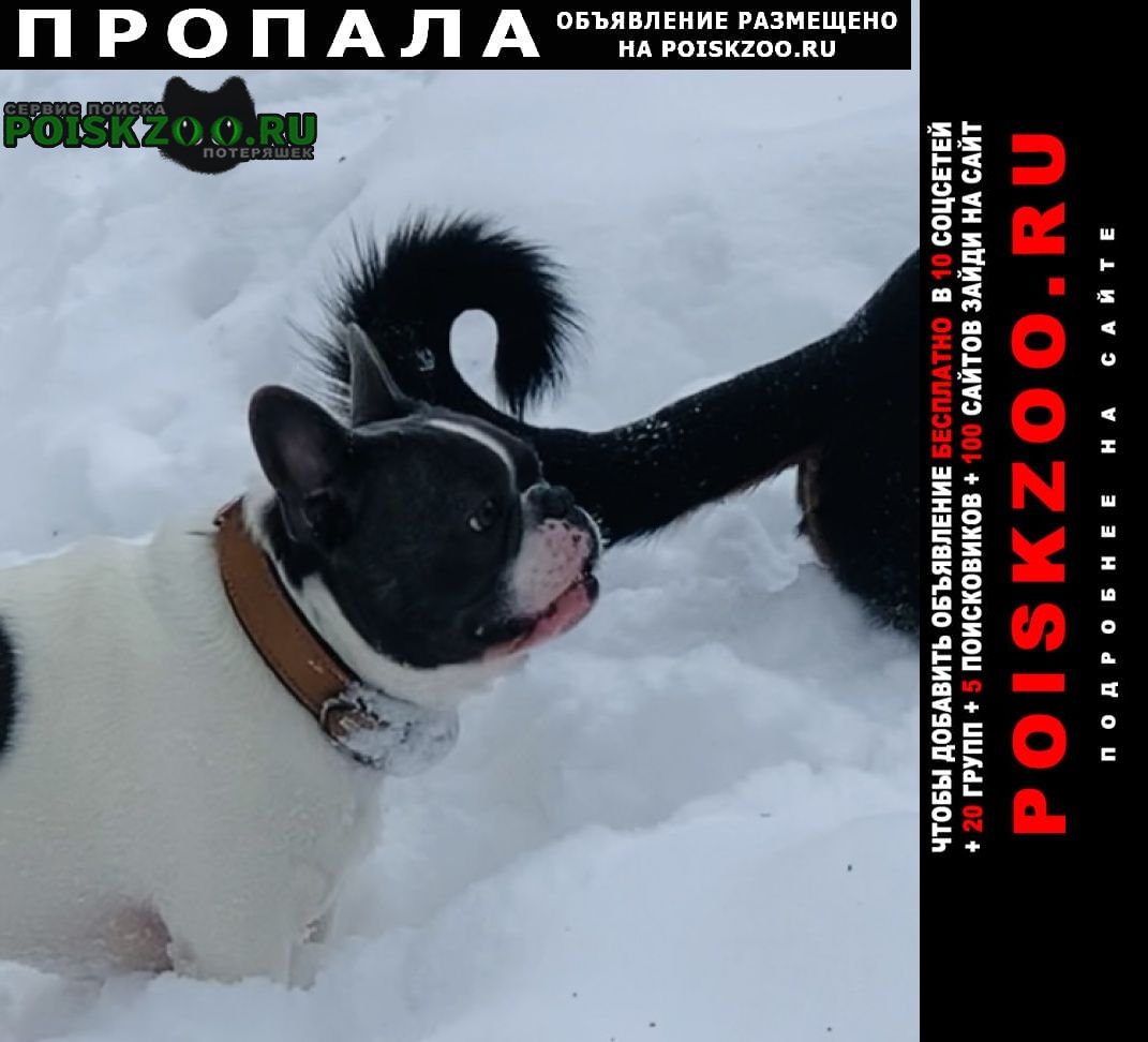Пропала собака кобель французский бульдог Москва