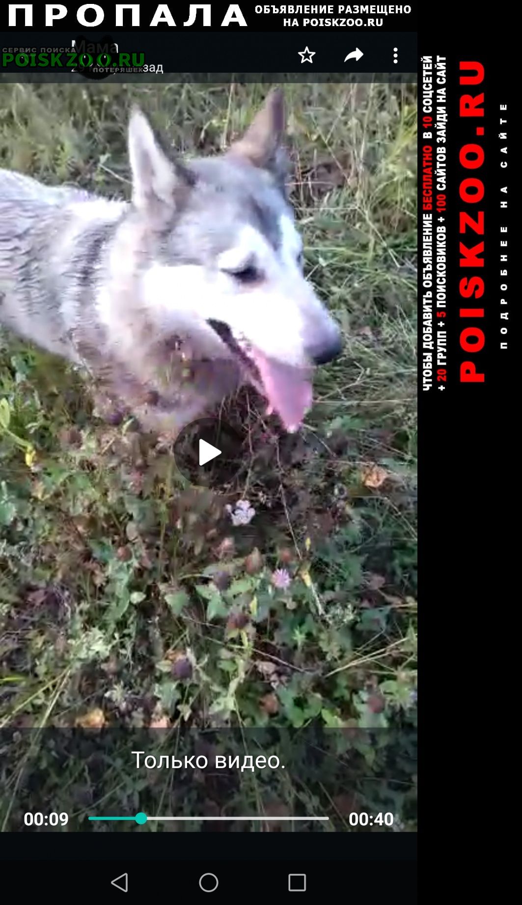 Пропала собака порода лайка Кемерово