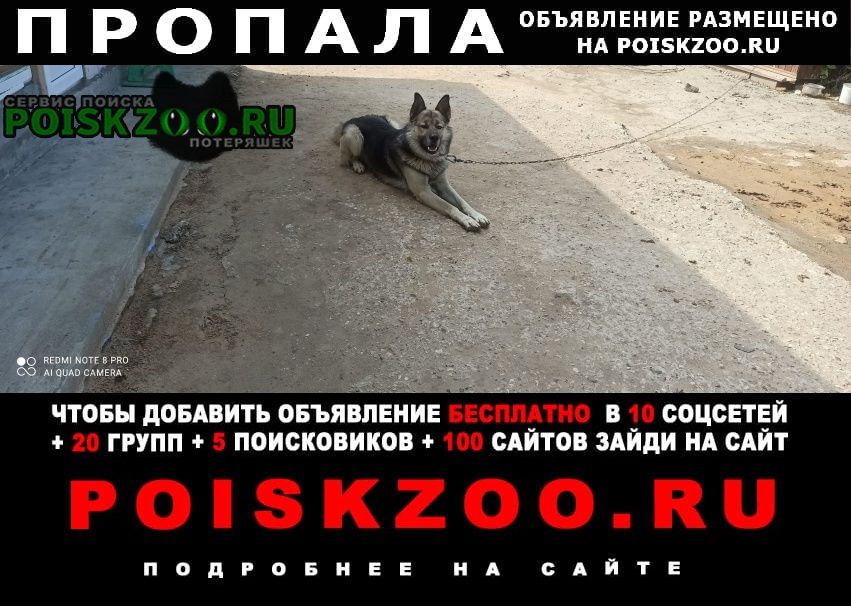 Пропала собака кобель в таширово Нарофоминск