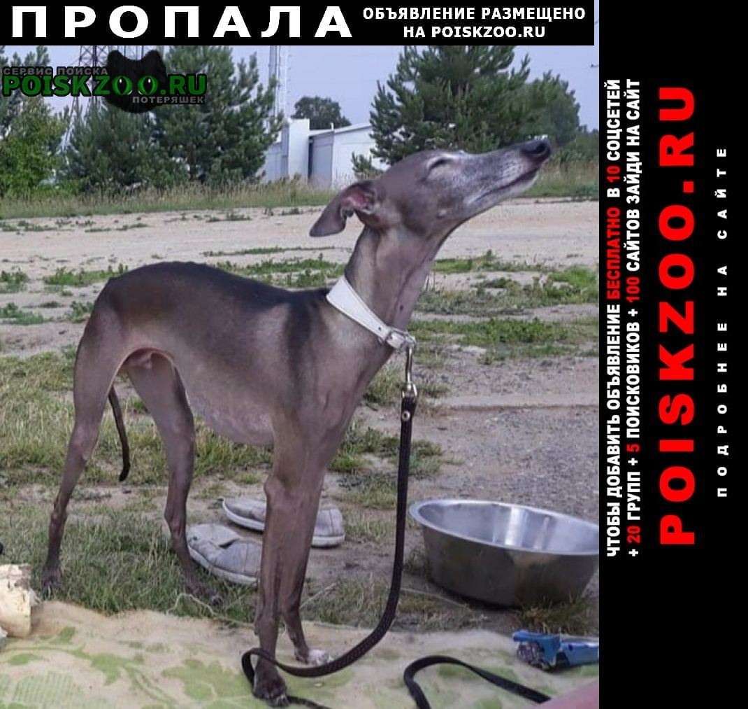 Пропала собака кобель потерялась собака, левретка, черно-серы Екатеринбург