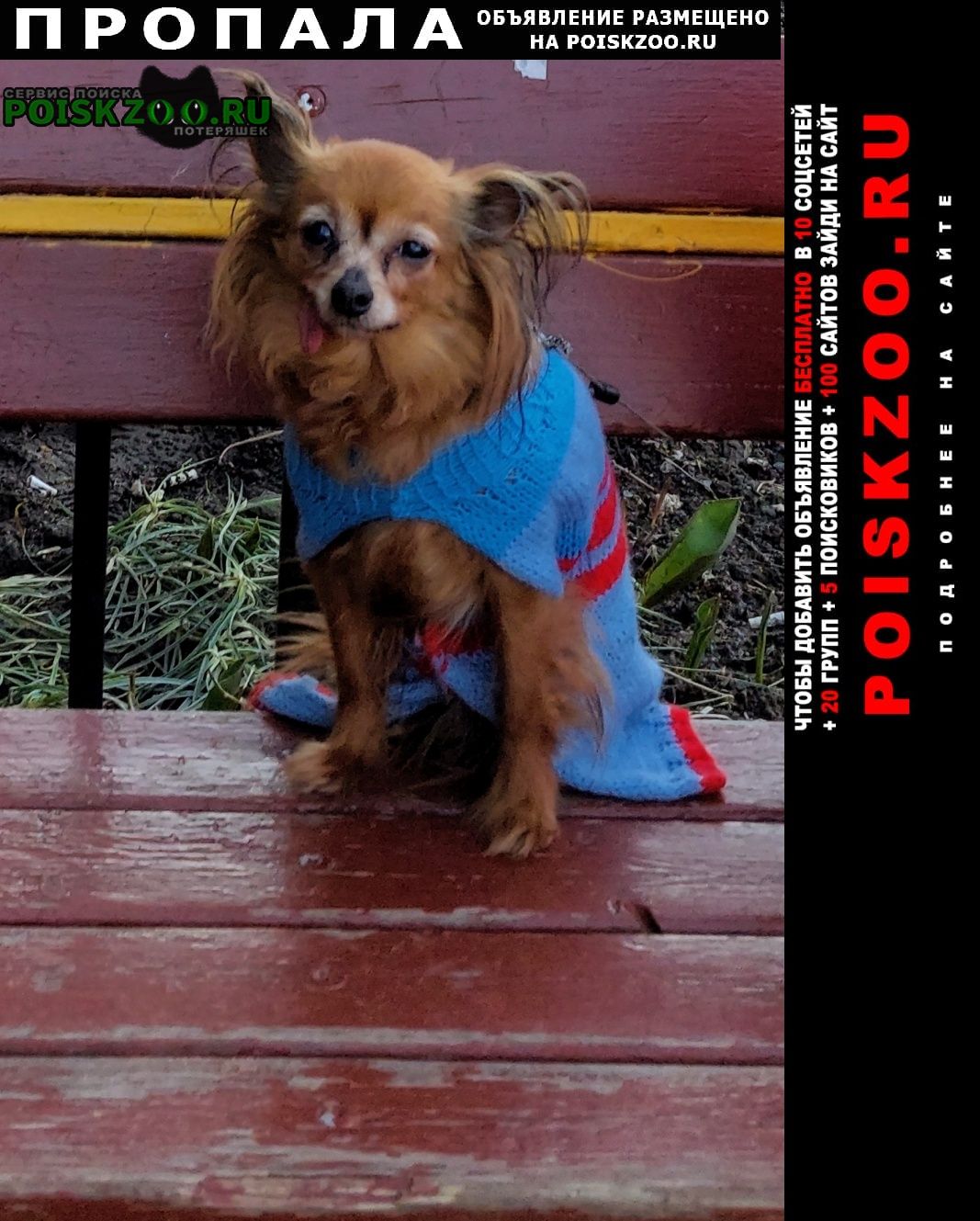 Пропала собака маленькая рыжая собачка Санкт-Петербург