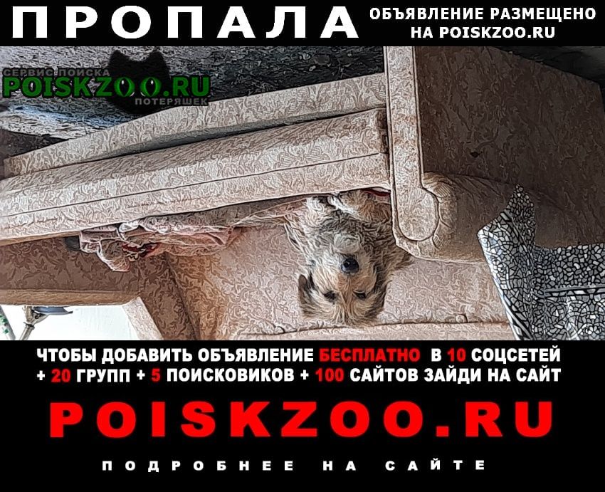 Пропала собака кобель Новороссийск
